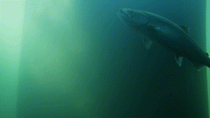 fish gif